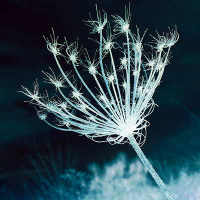 Fotografía de inflorescencia, en colores blanco azul y negro.