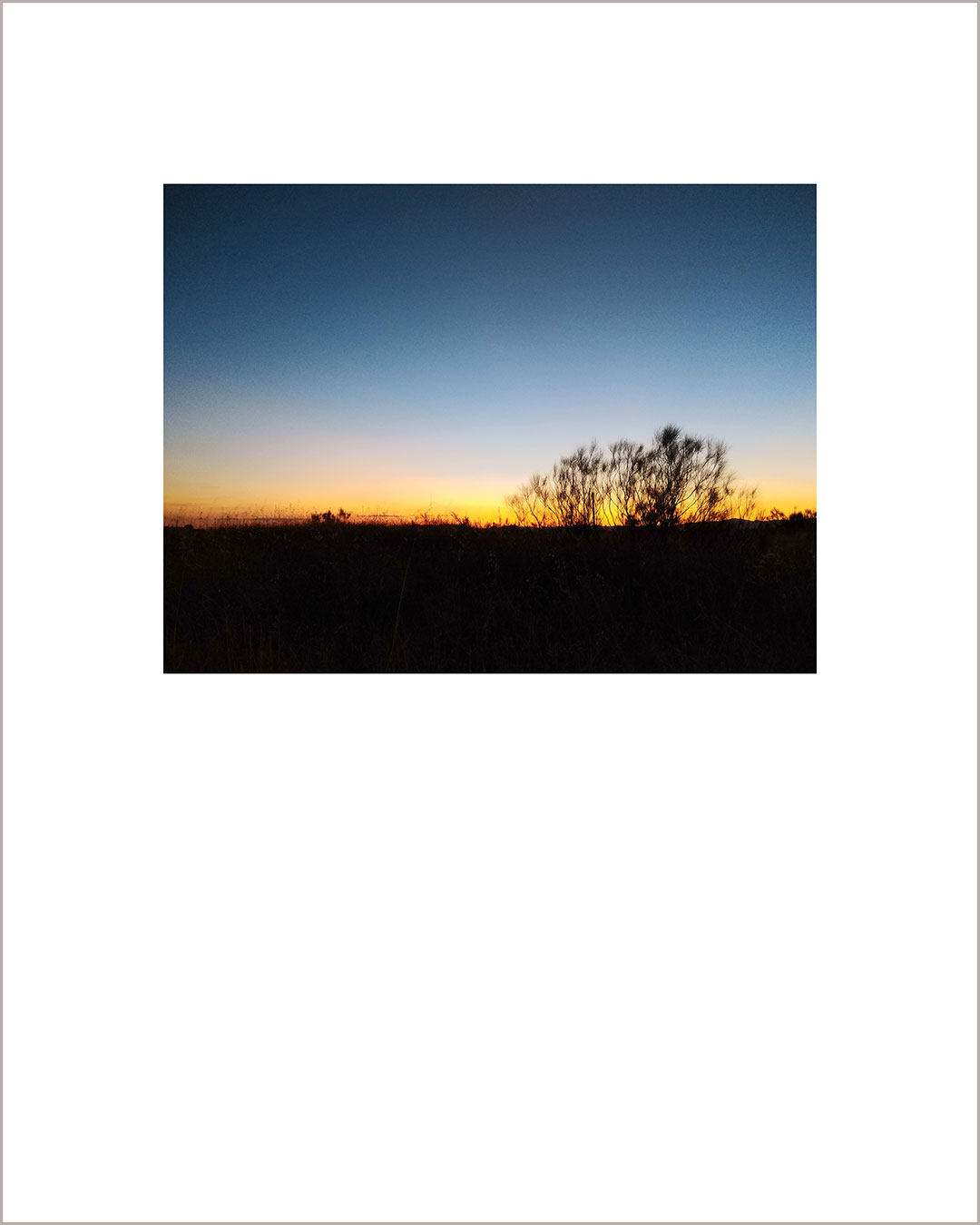 Fotografía horizontal de un atardecer, en el suelo se ve la silueta de una retama en negro, y el cielo hace un degradado del naranja al azul oscuro.