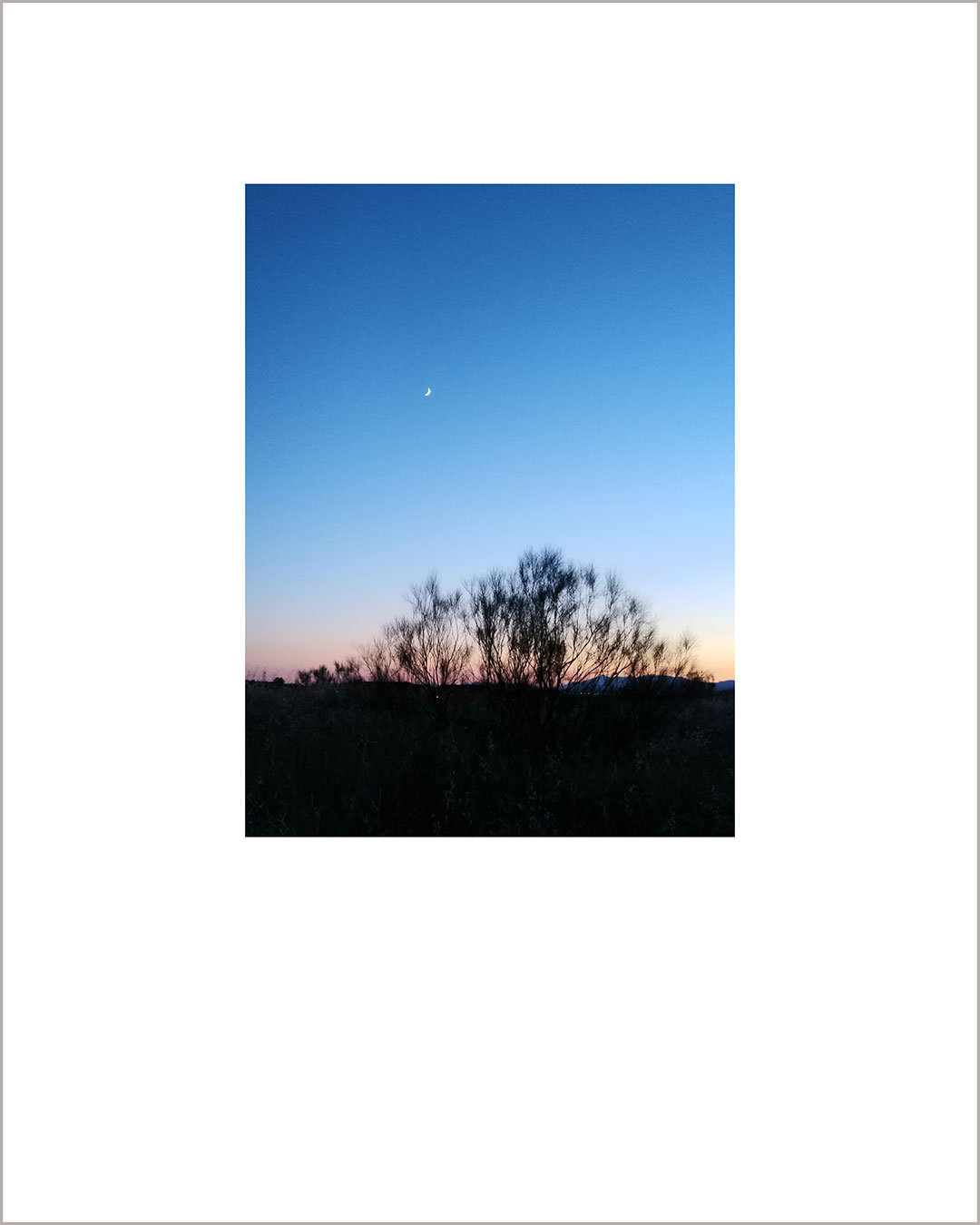 Fotografía vertical de un atardecer, en el suelo se ve la silueta de una retama en negro, y en el cielo azul se ve la luna.