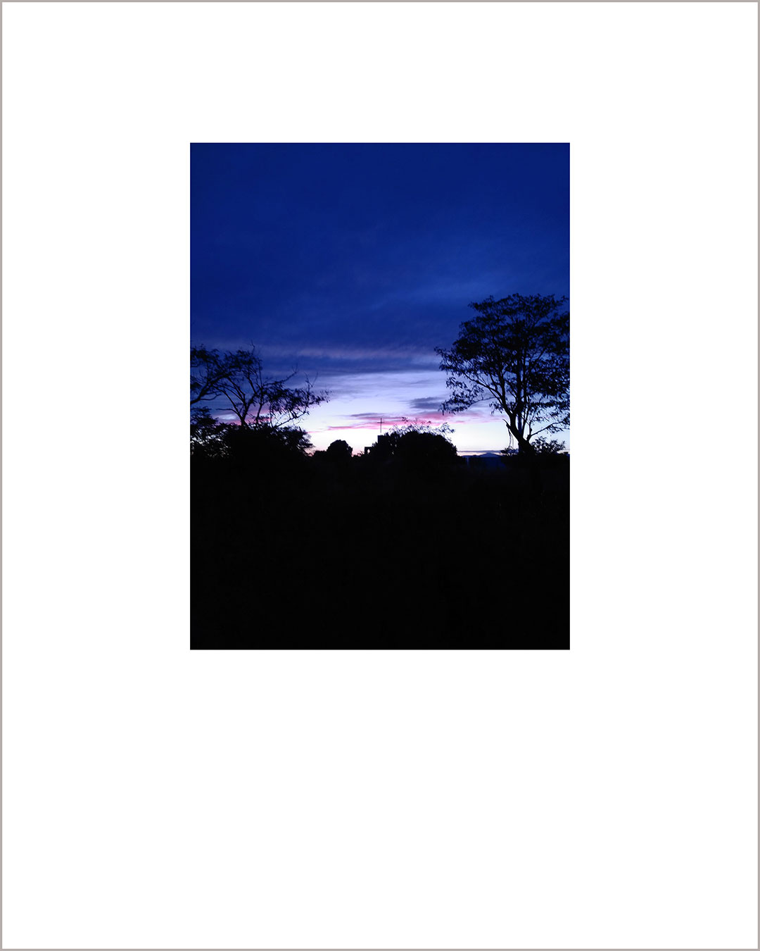 Fotografía vertical de un anochecer, aparece un suelo con la silueta de los árboles negros sobre un cielo añil.