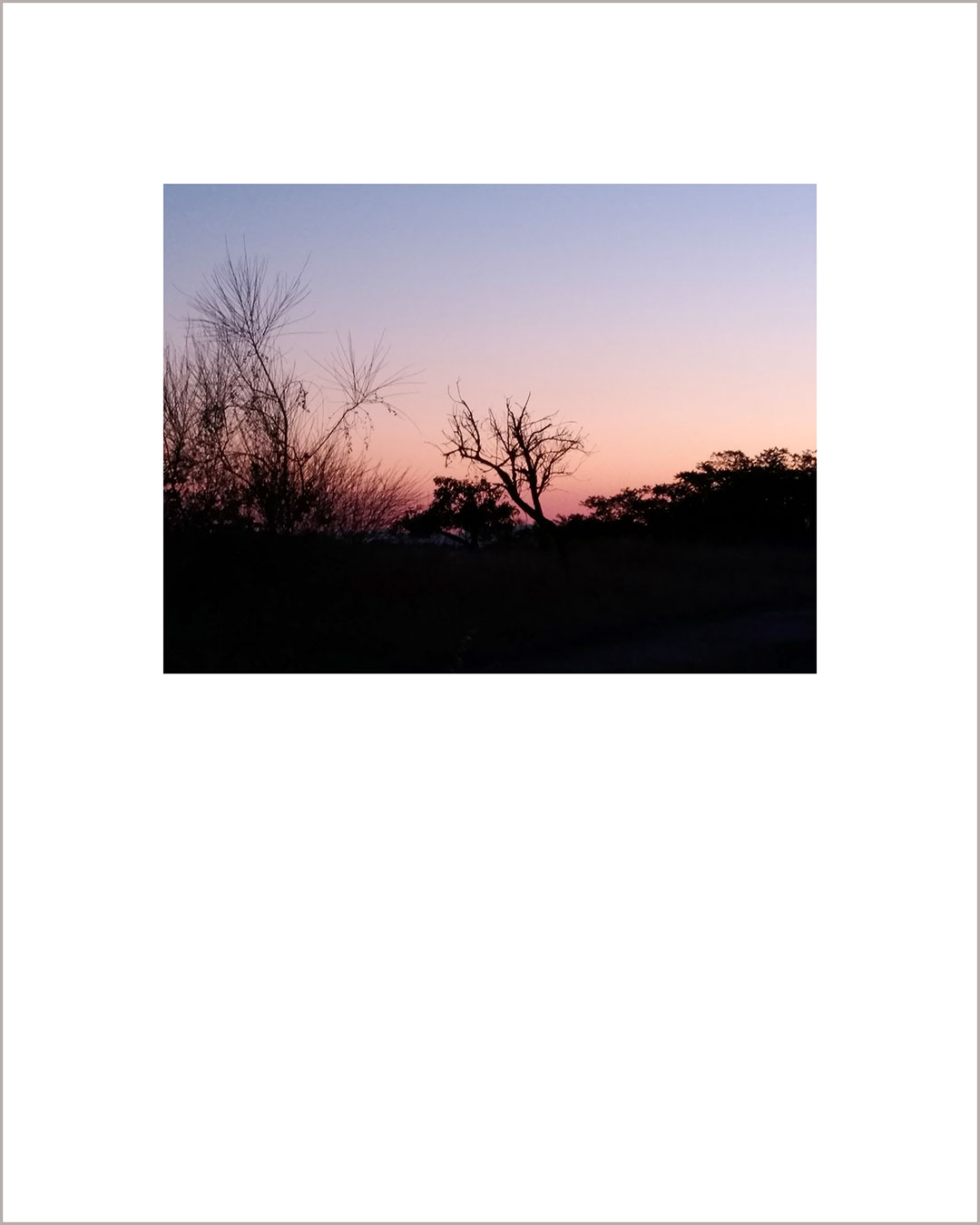 Fotografía horizontal de un atardecer, en negro se recortan las siluetas de unos árboles sobre el cielo rosáceo.